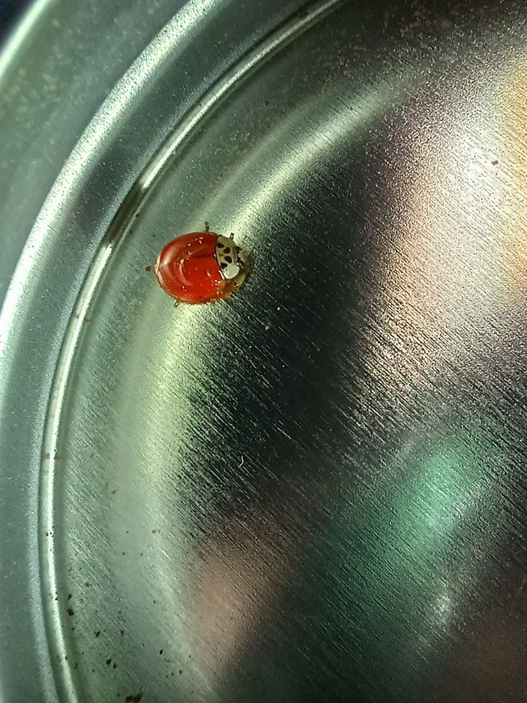 Asian lady beetle. Maybe, don't trust AI articles.