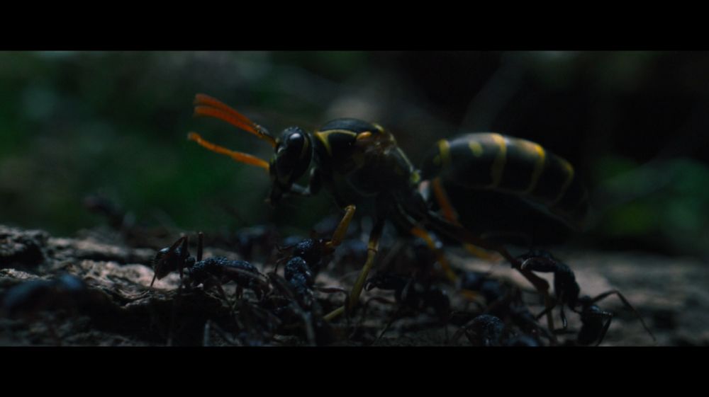 Screenshot from the opening shot of Leigh Whannell's 2025 film Wolf Man. A group of ants are attacking and (presumably) killing a hornet that is much larger than they are, furiously flapping it's wings and trying futilely to escape the sharp mandibles of the ants