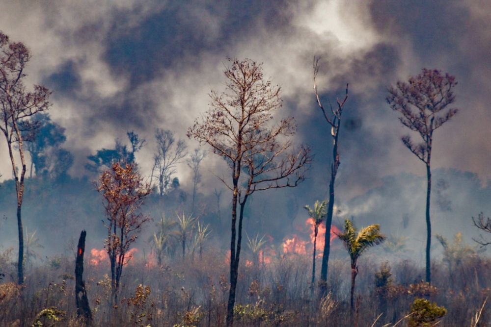 Pior da história, seca extrema aumentou 2000% na Amazônia brasileira este ano - COIAB