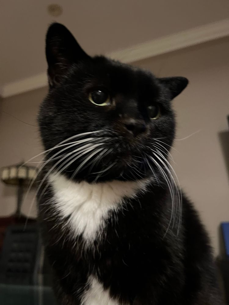 A close shot of a black tuxedo cat with beautiful long white whiskers looking off to the side with big soulful eyes. 