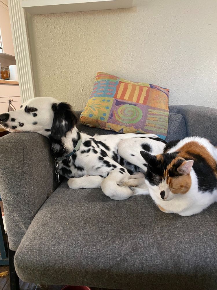 A very satisfied Dalmatian curled up on a chair with a Calico next to her.