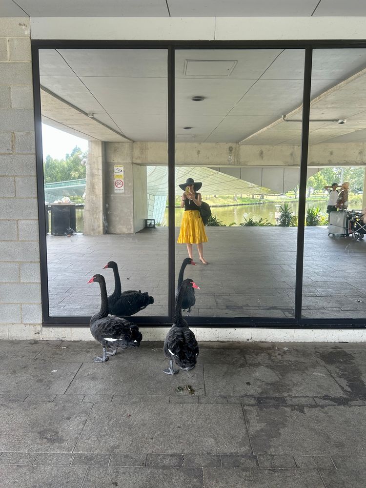 Black swans looking at themselves in a mirror in an urban landscape 