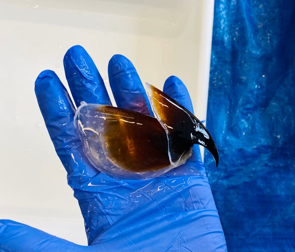 Zoe (author of post) is holding a beak of a giant octopus squid, a mysterious species we know little about. 