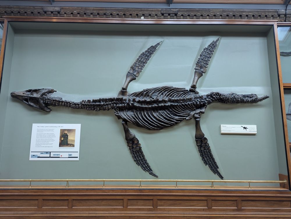 Fossil pliosaur at the British natural history museum 