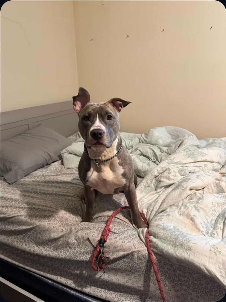 Dream, a gray and white pittbull sitting on a bed. Her ears are floppy and she is a cutie patootie!