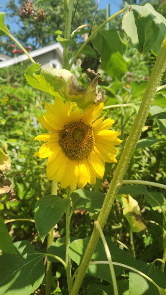 Yellow sunflower