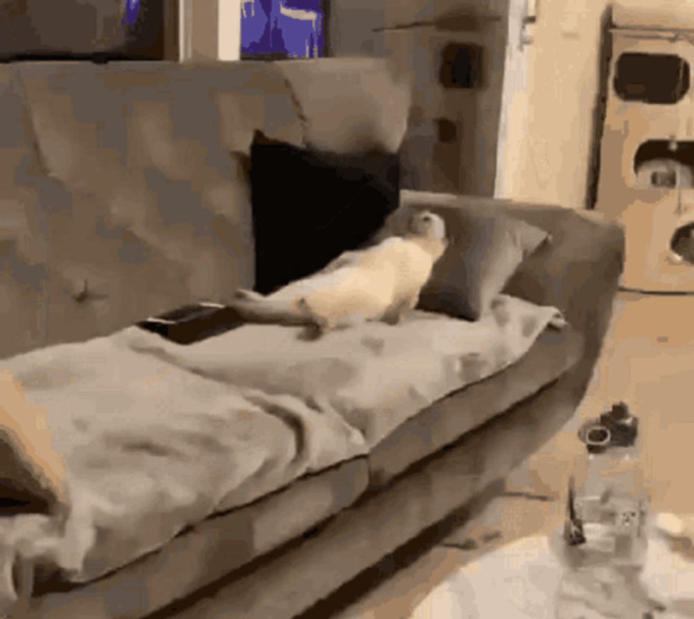 a duck is sitting on a couch in a living room .