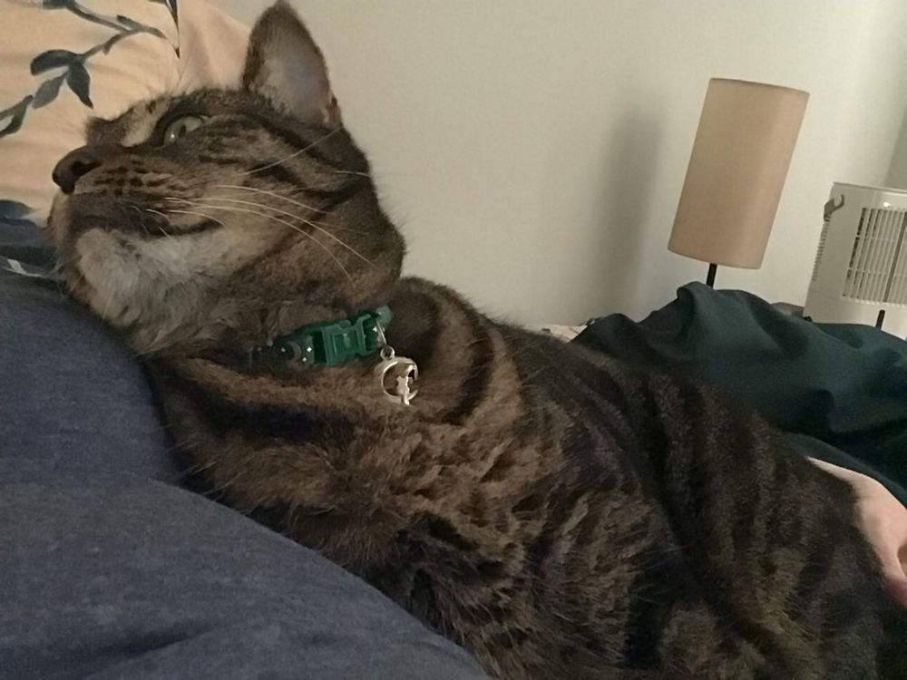 An in-bed selfie as I lounge semi-upright with my arm cradling Giles, my big brown and black mackerel tabby. He’s tucked into the crook of my arm, wedged against my torso, gazing up at me.