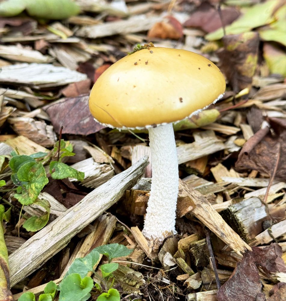 A yellow mushroom among wood chips and greenery.