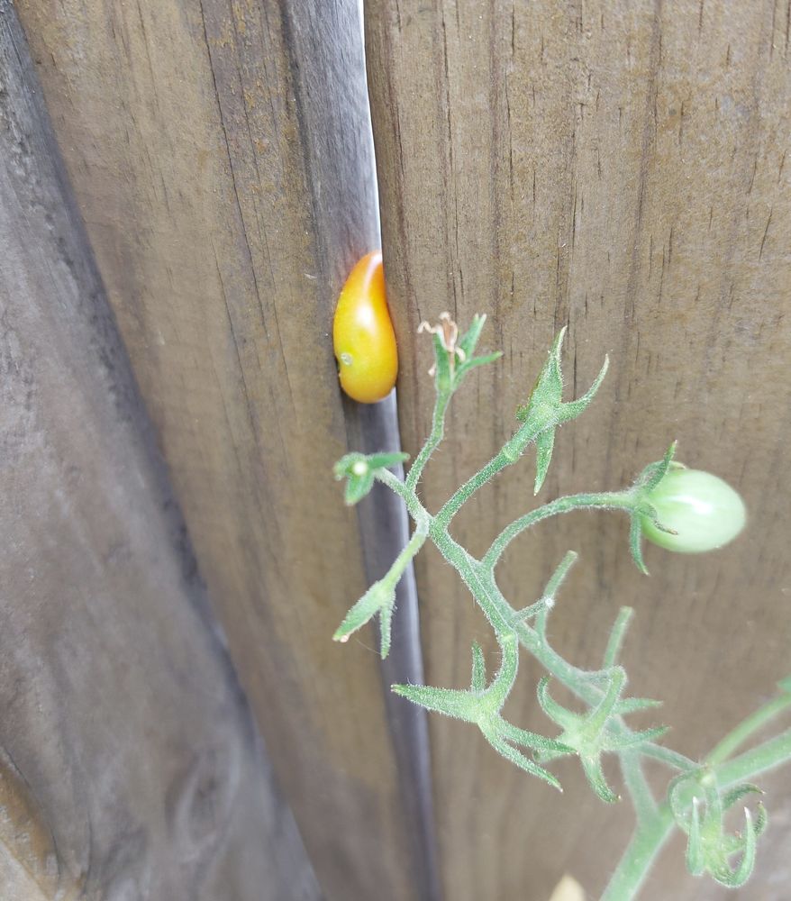 A light red cherry tomato squeezed between slats in a wood fence, slightly pumped on the edges, making it impossible to remove. 