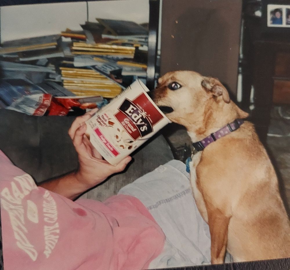 A brown jack russell terrier mix with her head in a carton of edy's ice cream 