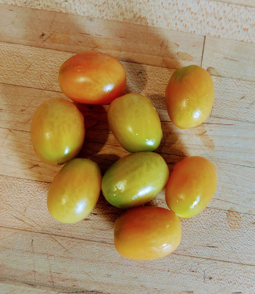 8 harvested cherry tomatoes 