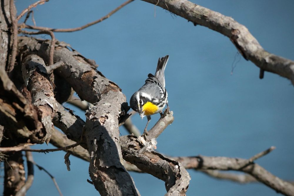 A Yellow-throated Warbler perched in a tree with a tiny bit of spiderweb in its beak.