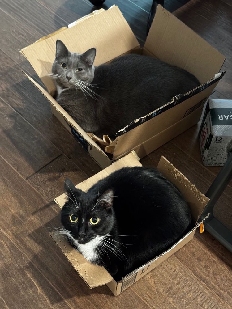 Two cats are snugly curled up in separate cardboard boxes on a wooden floor. The cat in the back is gray with a white chest and a relaxed expression, resting in a slightly larger box. The cat in the front is black with striking white markings and wide, curious eyes, cozily squeezed into a smaller box. Both boxes show signs of wear, and the scene captures a humorous and endearing example of cats instinctively fitting themselves into tight spaces.