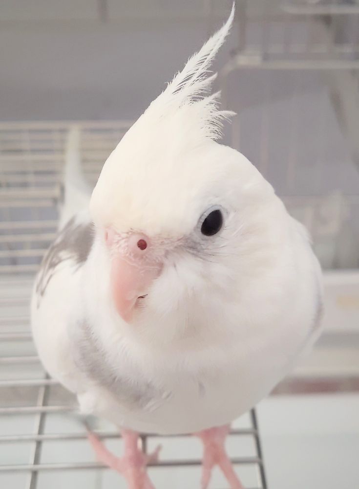 愛鳥のオカメインコ朝まだ眠そうです。これから今日も元気に遊んで貰います