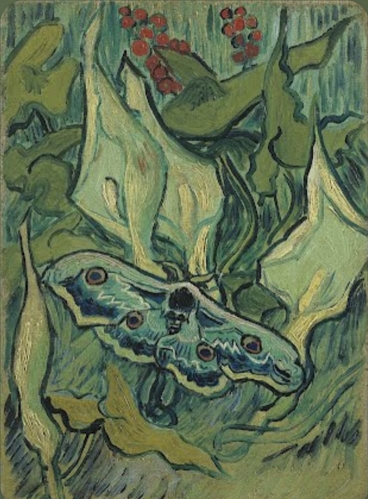 "Yesterday I drew a very large, rather rare night moth. [... To paint it I would have had to kill it, and that would have been a shame since the animal was so beautiful]"  wrote Vincent van Gogh to his brother Theo in May 1889. Later Vincent decided to paint the moth after using his drawing as a model. Van Gogh called the moth a "death's-head-moth" and depicted a kind of skull on the back of its body. However, it was actually a giant peacock moth, a species that has only stripes there.
