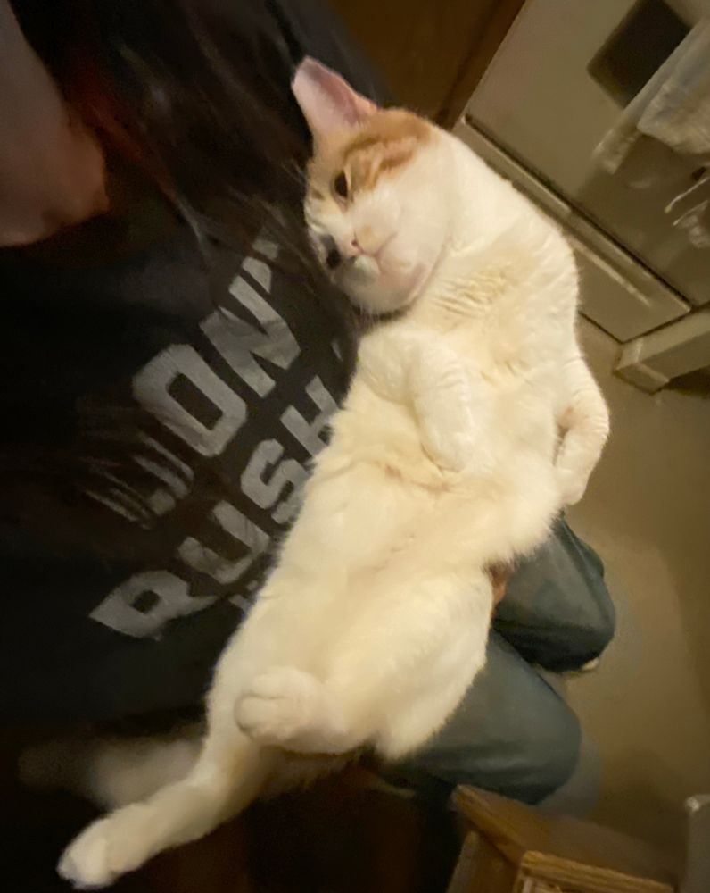 Cake, an orange and white tabby cat, has cradled his catzen self into the crook of my arm.