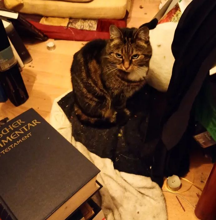 Genesis commentary and cat in the library/liturgical room.