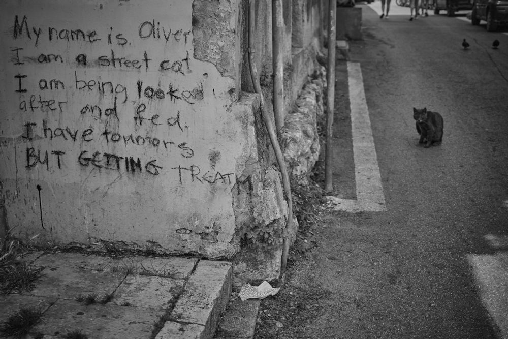A photo: A cat on the right, a wall on the left. On the wall is written "My name is Oliver. I am a street cat. I am being looked after and fed. I have toumors (sic). BUT getting treatm[ent]."