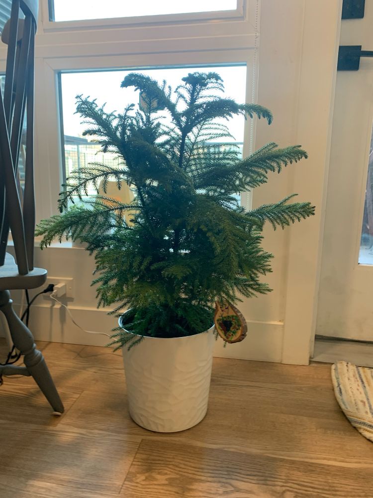 Picture of a small potted Norfolk Island pine in front of a window inside my house