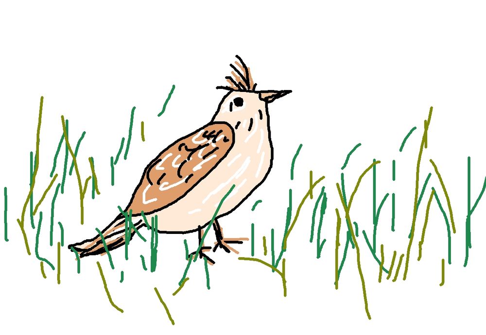 Feldlerche, mit sehr einfachen digitalen Pinselstrichen skizziert