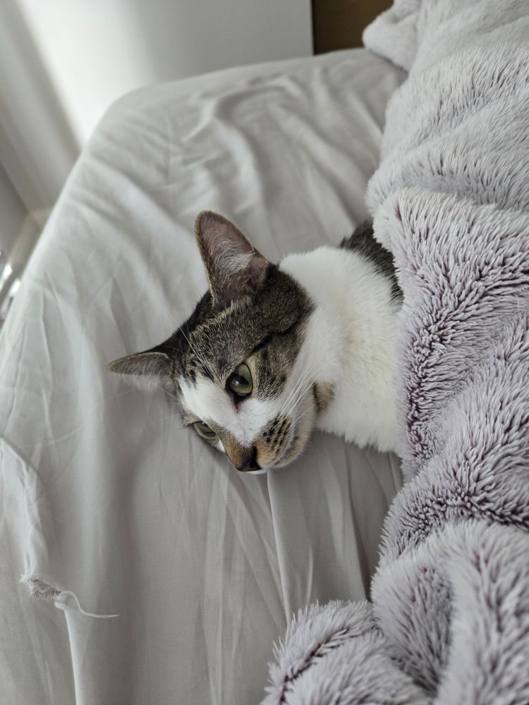 Cat tucked himself into bed