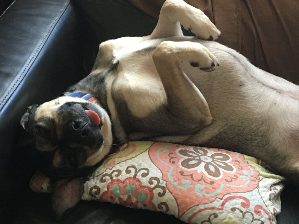 A lounging ‘Shep-pit’ dog.