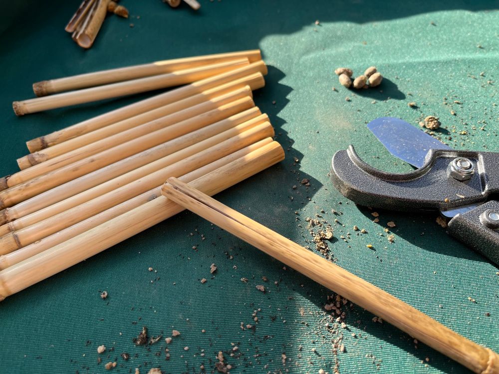 A handful of dry reeds, one partially cracked with a pincher tool used to open the reeds and extract cocoons. A few mason bee cocoons are visible off to the side. Bee frass (poop) and dirt are scattered across the work surface.