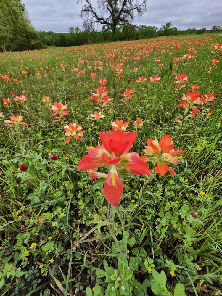 A vibrant field of Indian Paintbrush wildflowers under a cloudy sky, with one flower in sharp focus and a leafless tree in the background.