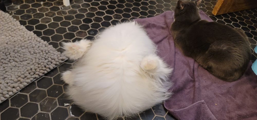 A white Persian cat sits on a floor facing away from the camera. He is cleaning himself and all you can see is fluff and his rear legs weirdly pointing backwards. It honestly doesn't resemble a cat. The cat sitting to the right of him resembles a cat just loafing around.