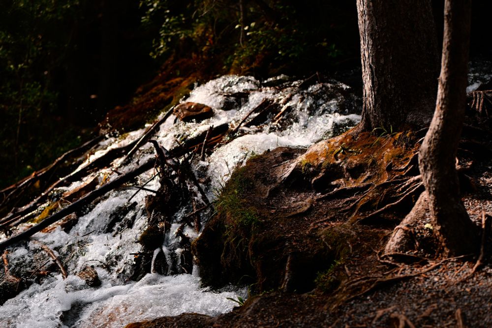 The beginning of a waterfall flowing between trees with moss around the edges and shadows cast by nearby trees.