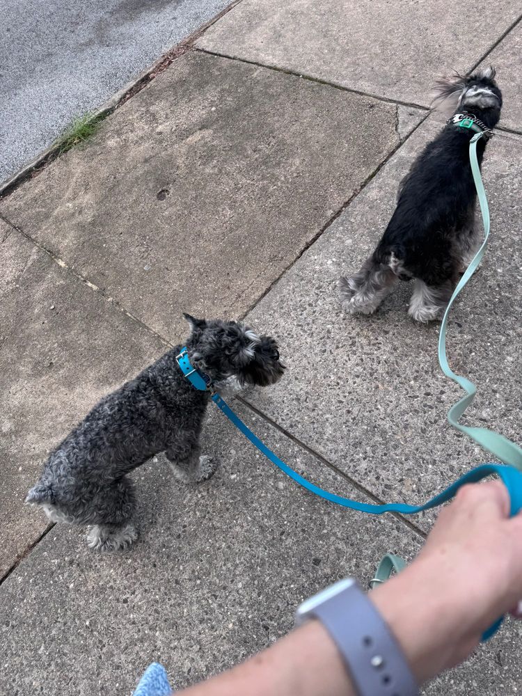 two miniature schnauzers - one is salt and pepper the other is black and silver. the salt and pepper is more curly fluffy and in a pet cut. the black and silver is smooth and in a special schnauzer cut. they are walking on the pavement beside the person on leashes.