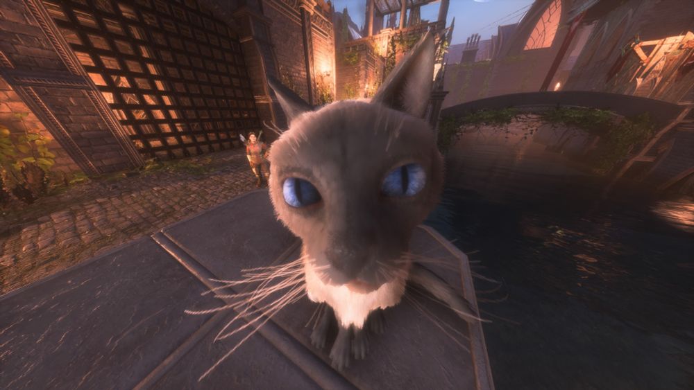 Dragon Age: The Veilguard screenshot.

A wide angle shot of a cat's face in front of a metal gate and water.