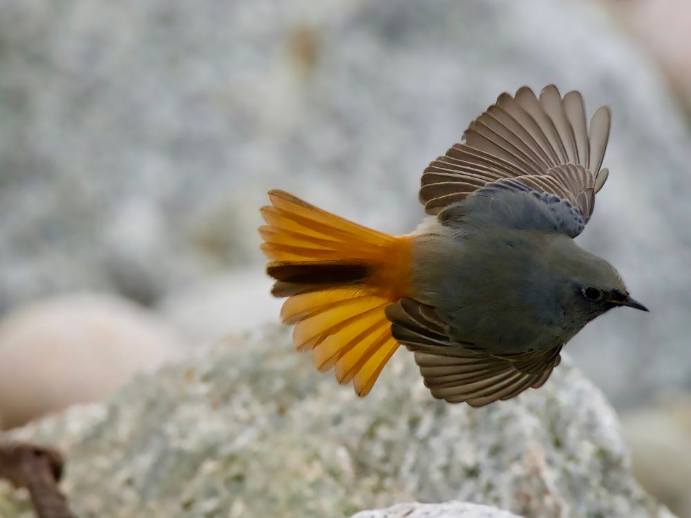 Black Redstart