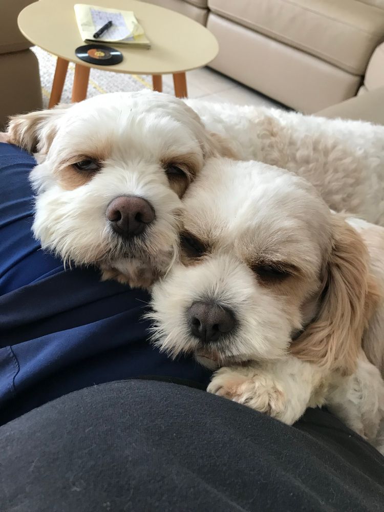 2 cavoodles (sort of) dogs who are half brothers snuggling on Dad’s lap. 