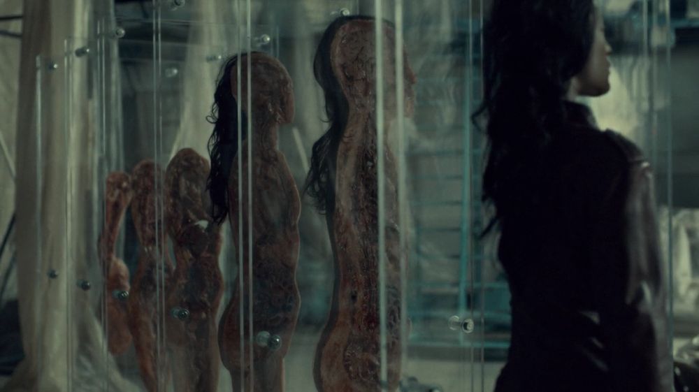 an anatomy display of a human body in vertical slices