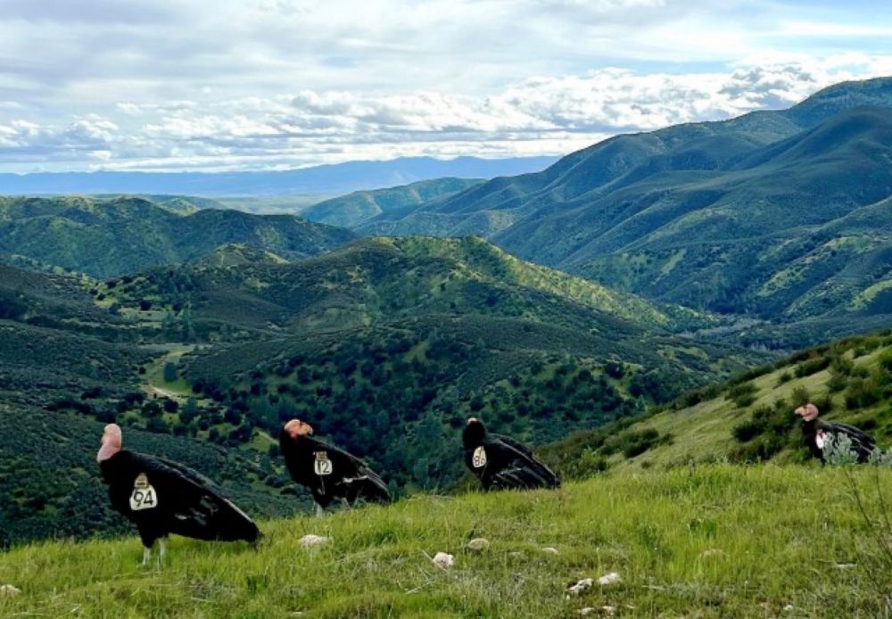 7 California condors fly around Mt. Diablo, down to Livermore