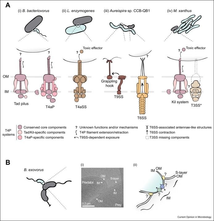 Figure 2. Contact-dependent predation relies on specific adaptations of the predator cell envelope. (a) Envelope-spanning multiprotein machineries, including type IV pili (T4P, in shades of pink) and secretion systems (shades of brown and orange), participate in various predatory mechanisms. For clarity, subcomplexes (such as the OM secretin of T4P) are represented as single objects rather than complex oligomeric assemblies; for further details about molecular composition, structural architecture, and annotations of these systems, we refer the reader to Refs. 14••, 42••, 43 (Kil and Tad systems), 39, 44 (T4aP), 35, 45 (T4aSS), 30••, 46 (T9SS and grappling hook), 30••, 47 (T6SS), and 32, 15••, 42••, 48 (T3SS*). (i) Tight adherence (Tad) and type IVa (T4a) pili located at the prey-contacting cell pole are essential for B. bacteriovorus predation, but their precise function is unclear. (ii) L. enzymogenes contact-dependent killing of prey involves a type IVa secretion system (T4aSS), hypothesised to deliver toxic effectors into prey cells. (iii) In liquid environments, prey capture by Aureispira sp. CCB-QB1 depends on grappling hooks consisting of a GhpA heptamer, a T9SS substrate. Subsequent prey killing and lysis is proposed to rely on the contraction of an unusual T6SS harbouring antenna-like structures of unknown function. (iv) M. xanthus prey killing and lysis are mediated by the interplay of a Tad-like system, termed the Kil system, and a needle-less type III secretion system complex (T3SS*, lacking components usually required for toxic effectors delivery). Both systems localise at prey contact sites and are hypothesised to form a complex for the delivery of toxic effectors into prey cells via specialised Tips located at the extremity of the Kil pilus. (b) During epibiotic predation, B. exovorus uses its nonflagellated pole to form a stable junction with the prey OM. (i) Representative Cryo-EM image showing B. exovorus attached to the C. crescentus prey surface (…