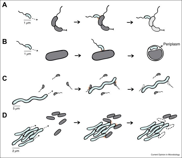 Figure 1. Contact-dependent predation strategies among bacteria. (a–d) Physical contacts between predator (light blue) and prey (dark grey) cells are highlighted with orange halos. A characterised prey–predator pair was selected to illustrate each predation strategy. All represented prey cells are diderm bacteria; the periplasm is indicated when relevant. Plain arrows indicate transitions between key predation steps. Dashed arrows represent active cell movement. Indicative scale bars are included on each panel. (a) Epibiotic predation. Bdellovibrio exovorus firmly attaches to the surface of prey, including Caulobacterales species (Caulobacter crescentus is depicted here) and consumes their contents from outside (prey shown in pale grey). (b) Endobiotic predation. Upon contact with a broad range of proteobacteria, such as Escherichia coli, Bdellovibrio bacteriovorus transiently attaches to the prey surface before invading its periplasm and digesting the prey from inside. (c) Ixotrophy. Multicellular filaments of Aureispira sp. CCB-QB1 capture, immobilise, and lyse their prey, which include Vibrio (e.g. Vibrio campbellii) and Cyanobacteria species. (d) Group attack. Myxococcus xanthus uses social motility to efficiently invade prey colonies (e.g. E. coli). M. xanthus kill and lyse prey cells in a contact-dependent manner. M. xanthus can also prey on monoderm species, but efficient prey lysis requires bacteriolytic factors secreted in the environment in addition to direct contact 14••, 15••, 16. (c,d) Prey lysis upon contact is depicted with dashed lines.