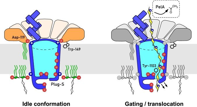 Left: Schematical overview of the PelBC structure, the charge distribution and the key protein:protein and protein:lipid interactions resolved in the study. Right: The putative route of the substrate, Pel exopolysaccharide (yellow), across the tunneled conformation of the PelBC export complex. The polysaccharide composed of GalNAc is partially de-acetylated by PelA while bound to the helical scaffold of PelB, and the transport is facilitated by electrostatic interactions with the anionic interior of the PelB β-barrel. The polysaccharide uses the exit tunnel formed upon Plug-S displacement, while being screened by the conserved Tyr-1103 residue.