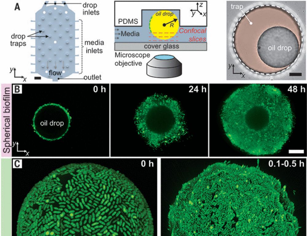 Alcanivorax borkumensis biofilms enhance oil degradation by interfacial tubulation