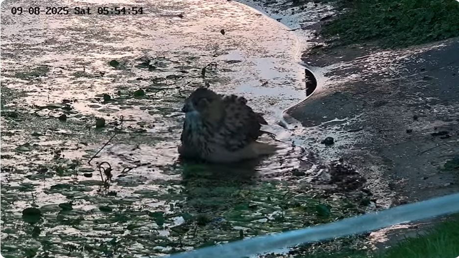 Ein Uhu ist am Teichrand und badet.