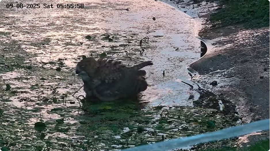 Ein Uhu ist am Teichrand und badet.