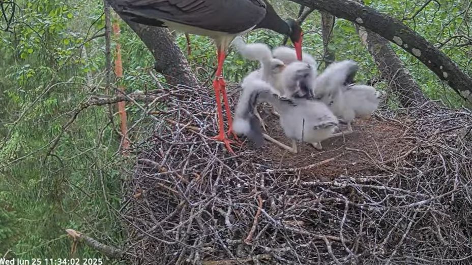 Der Altvogel steht links am Rand des Horstes und würgt Futter raus. Die Kleinen bewegen die Flügel zur Begrüßung und zum Betteln.