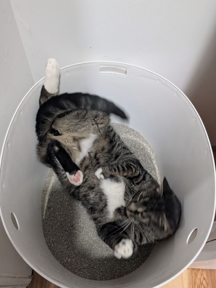 A grey tabby cat rolling around in his white litterbox.He has white on his paws and belly. All his feet are pointing up in various configurations. His tail and head are slightly blurry.