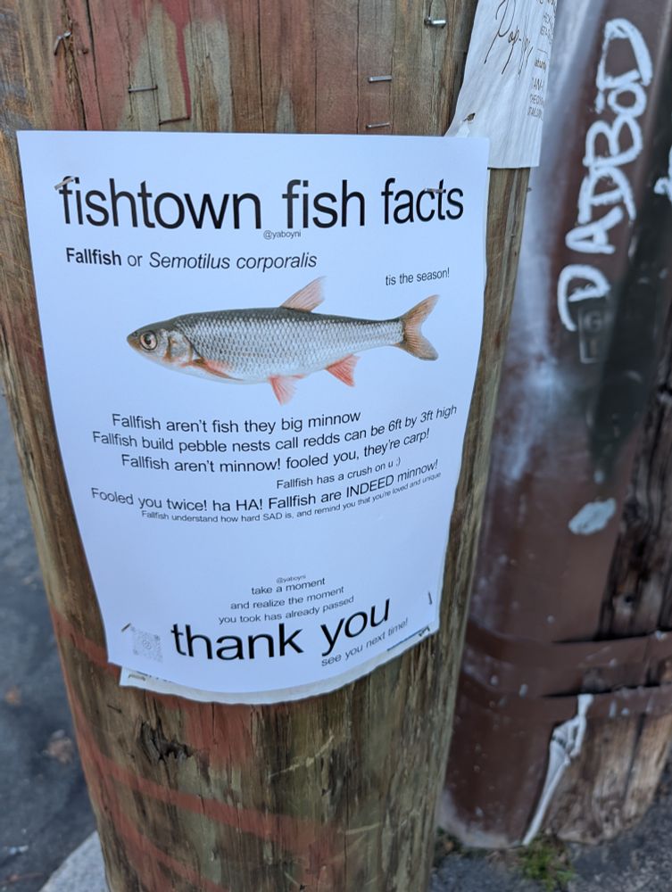 A paper sign stapled to a telephone pole. It reads

"fishtown fish facts
fallfish of semotilus corporalis 
tis the season!
[picture of fish, it is a typical fish shape with grey scales and pink fins]
fallfish aren't fish they big minnow
fallish buile pebble nests calls redds can by 6ft by 3ft high
fallfish aren't minnow! fooled you, thye're carp!
fallfish has a crush on u :)
fooled you twice! ha HA! fallfish are INDEED minnow!
fallfish understand how hard SAD is. and remind you that you've loved and unique

take a moment
and realize the moment
you took has already passed
thank you
see you next time!"
