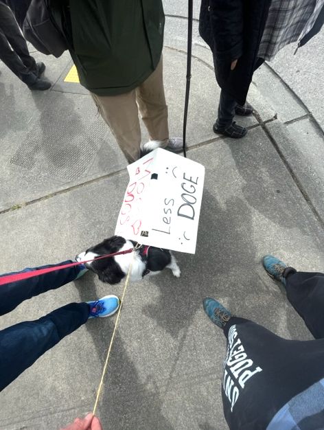 border collie with placard saying more dogs less doge  
