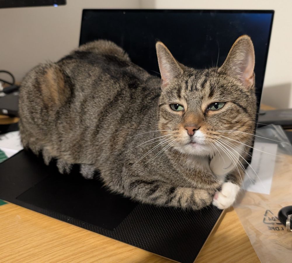 A cat sitting on a laptop
