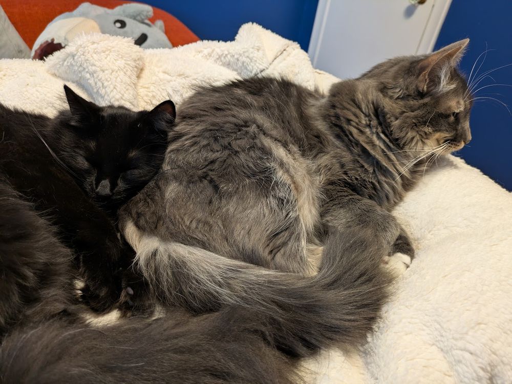 a fluffy black kitten asleep with her head on a fluffy grey tabby's rear end (he is awake, and almost visibly trying to figure out how to get away). they are in a rectangular cat bed covered in a fluffy white blanket.