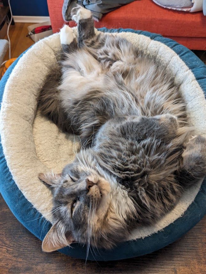 a fluffy grey tabby lying belly-up in a round dark green cat bed with a fuzzy white lining